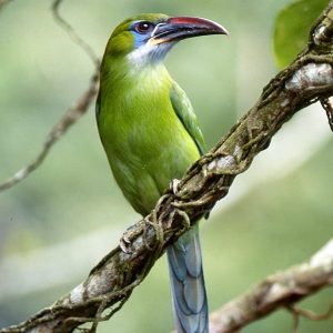 Groove Billed Toucanet img