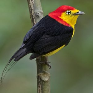 Manakin - Wire Tailed img