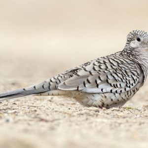 Scaled Dove image