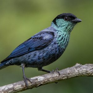 Tanager - Black Capped img