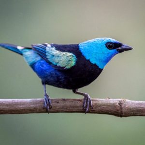 Tanager - Blue Necked img