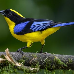 Tanager - Blue-Winged Mountain img