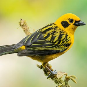 Tanager - Golden img
