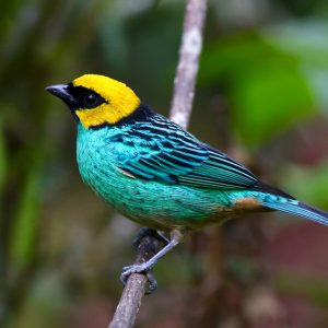 Tanager - Saffron Crowned img