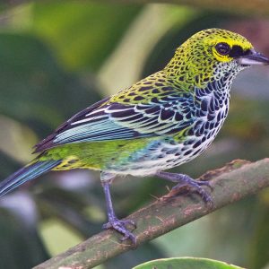 Tanager - Speckled img