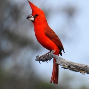 Vermillion Cardinal img