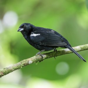 Tanager - White Shouldered img