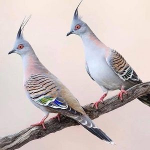 Pigeon - Australian Crested image