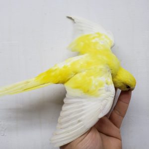 Elegant Parrot - Mutation image