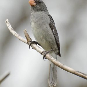 Seedeater - Gray - Pico Plat img