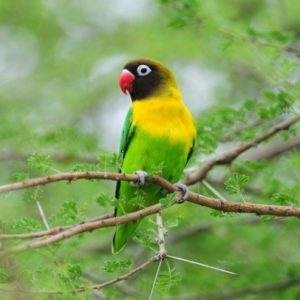 Lovebird - Yellow Collared img