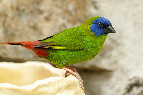 Blue_Faced_Parrot