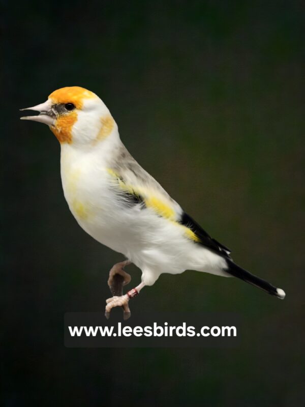 Siberian Goldfinch - Mutation