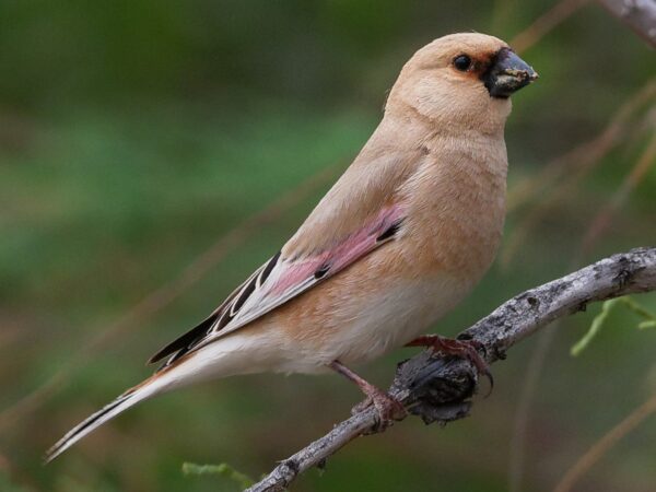 Desert Finch