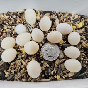 12 Fresh Finch Eggs - Snake Food - Shipping Included