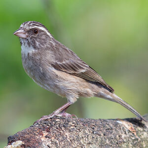 Streaky Headed Seedeater