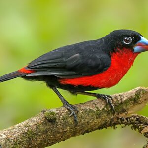 Western Bluebill
