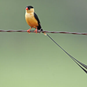 Shaft-Tailed Whydah
