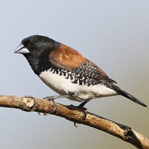 Red-Backed Mannikin