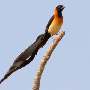 Paradise Whydah