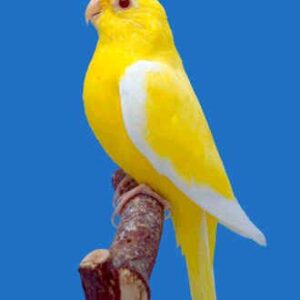 Elegant Parrot - Lutino