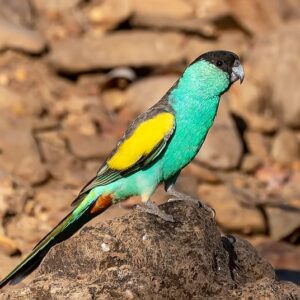 Hooded Parrot - Coloring Up
