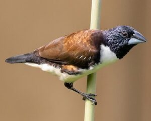 Magpie Mannikin