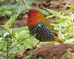 Green Backed Twinspot
