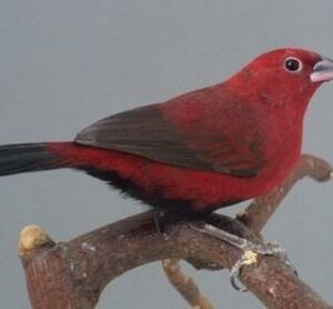 Fire Finch - Black Bellied
