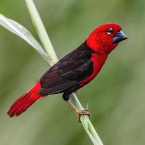 Crimson Seedcracker