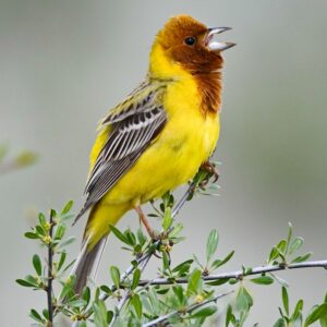 Red Headed Bunting