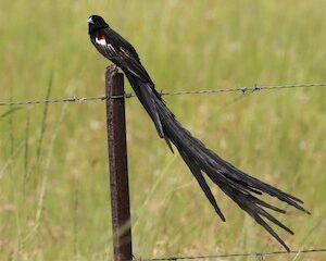 Black Widowbird Whydah